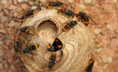 Bienenfressende Hornissenart erstmals in Österreich nachgewiesen